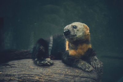 View of an animal relaxing on wood