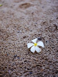 Close-up of white flowering plant on field