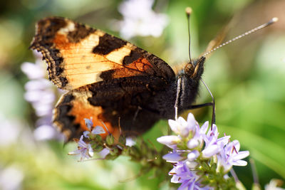 Close-up of butterfly pollinating on flower