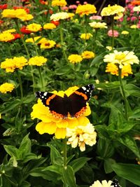 Butterfly on yellow flower