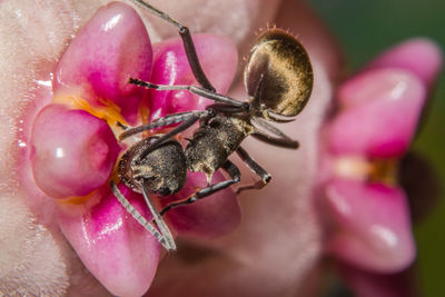 Macro shot of ant pollinating on pink flower nectar