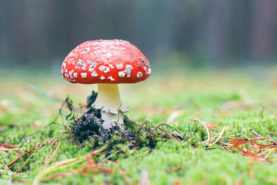 fungus