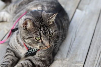 Close-up of tabby cat on wood