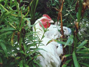 Close-up of rooster