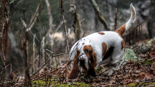 Dog in a field