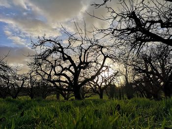 Bare tree on field against sky