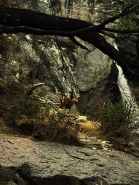 Cat on rock amidst trees