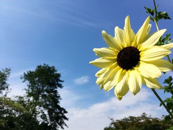 Low angle view of flowering plant against sky