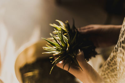 Close-up of hand holding plant