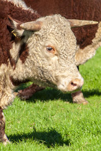 Herd of hereford cattle on the pasture in brazilian ranch.