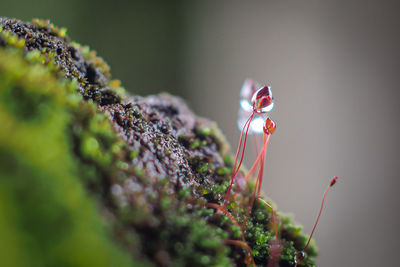 Close-up of red flower buds on moss