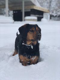 Close-up of dog on snow field