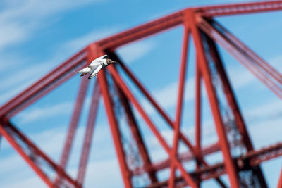 Low angle view of bird flying against bridge during sunny day