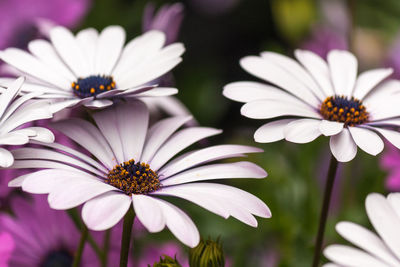 Close-up of pink flower blooming outdoors