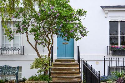 Tree against door of building