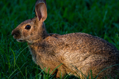 Close-up of rabbit on field