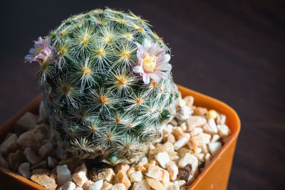 High angle view of succulent plant