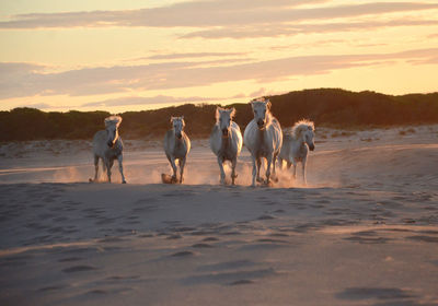 View of galloping horses on landscape during sunset