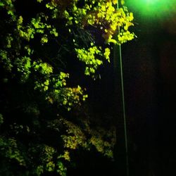 Low angle view of trees