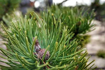 Close-up of green leaves