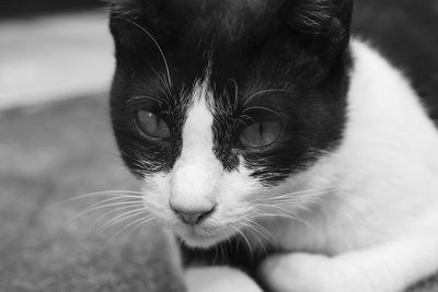 Close-up portrait of cat