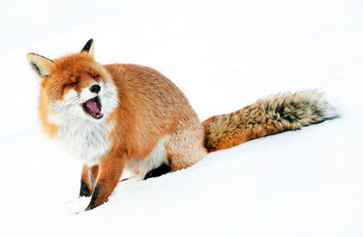 Full length of red fox with mouth open sitting on snow covered field