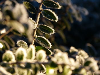 Close-up of cactus plant