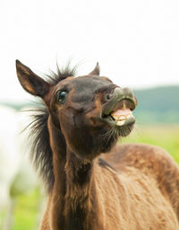 Close-up portrait of horse on field against clear sky