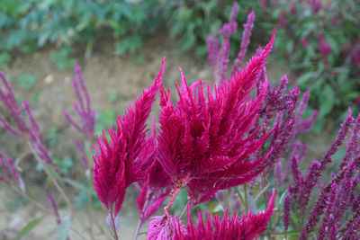Close-up of pink flowering plant on field