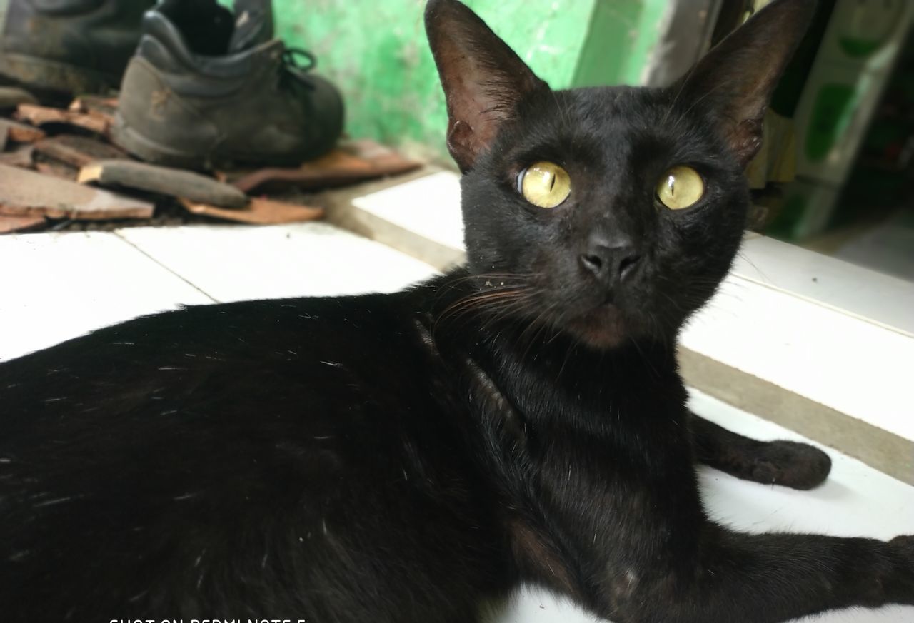 CLOSE-UP PORTRAIT OF BLACK CAT ON FLOOR