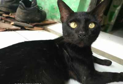 Portrait of black cat relaxing on floor