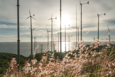 Plants growing on land by sea against sky