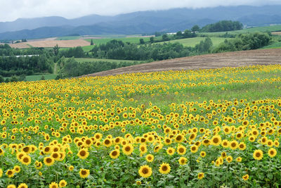 Scenic view of sunflower field