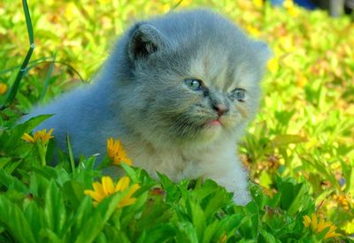 Close-up of a cat on field