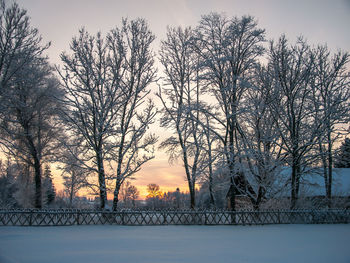 Silhouette of trees at sunset