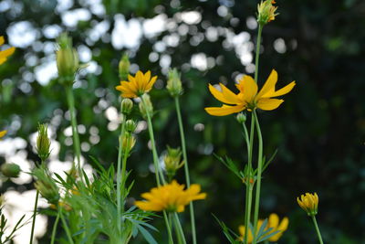 Close-up of yellow flowering plants on field