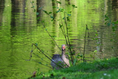 Bird in a lake