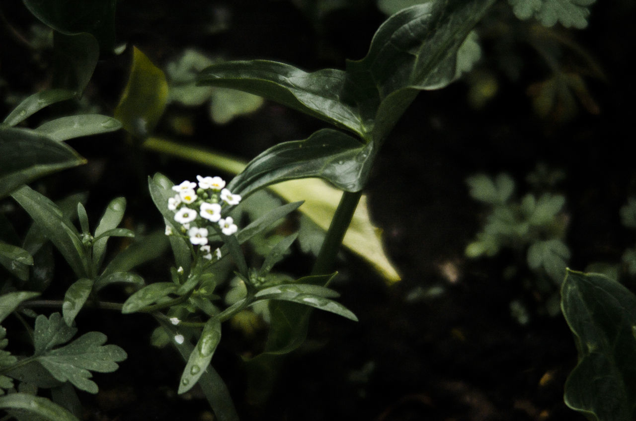 flower, growth, beauty in nature, fragility, freshness, nature, animal themes, close-up, plant, animals in the wild, petal, wildlife, white color, blooming, one animal, flower head, leaf, focus on foreground, outdoors, no people