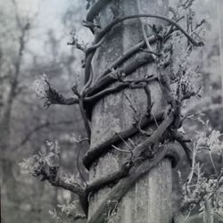 Close-up of tree trunk