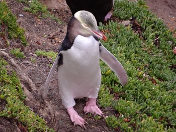 View of penguin on field