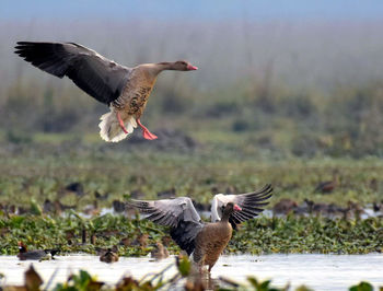 Bird flying over water