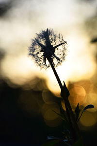 Close-up of plant against sky at sunset