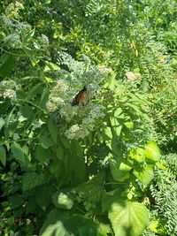View of butterfly on leaf