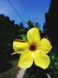 Close-up of yellow flowering plant against sky