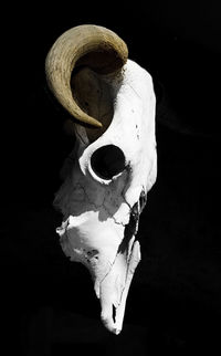 Close-up of animal skull