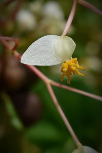 Close-up of flower