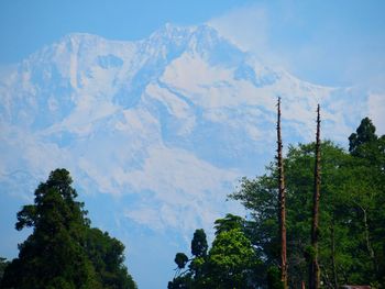 Low angle view of trees against mountain