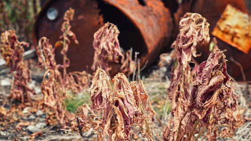 Close-up of firewood