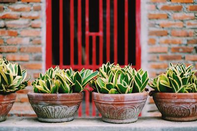 Close-up of potted plant