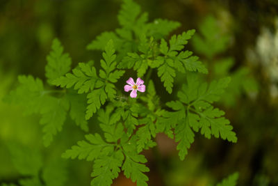 Close-up of flowering plant